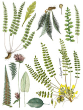 Load image into Gallery viewer, FRONDS BOTANICAL IOD TRANSFER 12X16 PAD