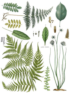 FRONDS BOTANICAL IOD TRANSFER 12X16 PAD