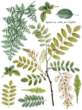 Load image into Gallery viewer, FRONDS BOTANICAL IOD TRANSFER 12X16 PAD