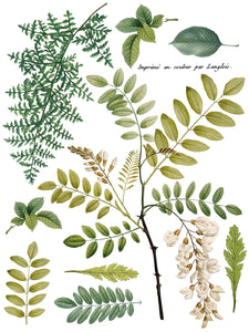 FRONDS BOTANICAL IOD TRANSFER 12X16 PAD