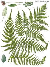 Load image into Gallery viewer, FRONDS BOTANICAL IOD TRANSFER 12X16 PAD