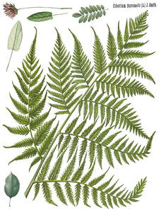 FRONDS BOTANICAL IOD TRANSFER 12X16 PAD